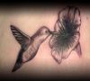hummingbird pic tattoos design